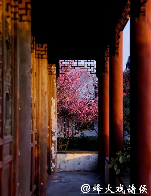 太湖梅景上线!东山、光福迎来最佳观赏期 太湖梅景上线!东山、光福迎来最佳观赏期