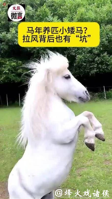 微言 | 马年养匹小矮马？拉风背后也有“坑”